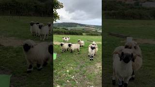 Valais Blacknose Sheep 🐑  Animalswefind [upl. by Dlaner]