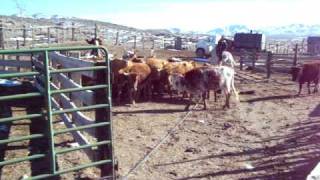 Holmgren Rawhide Ranch Moving Cattle to Sorting Pen at Stinson Corral 007 [upl. by Ailehs]