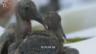 LIbis chauve  Un oiseau fascinant en quête de survie Geronticus Eremita [upl. by Vally]