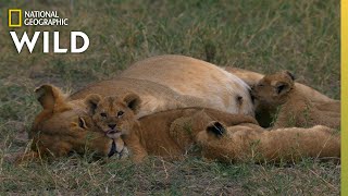 Lion Mother Keeps Cubs Safe From Predator  Born In Africa [upl. by Savannah142]