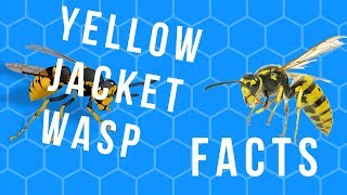 All About The Yellow Jacket Wasp Facts [upl. by Enirahtac345]