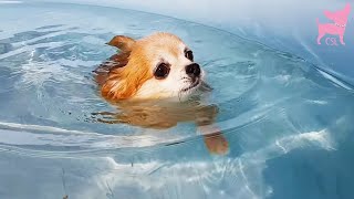 Cute Chihuahua Dogs Having Fun in a Swimming Pool [upl. by Lilyan822]