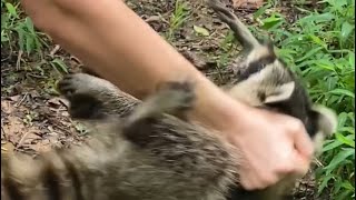 Rabid raccoon attack Alabama [upl. by Ylle]