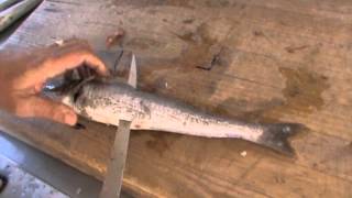 How to fillet a Whiting [upl. by Helbonia]