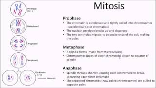 The Cell Cycle and Mitosis  A Level Biology [upl. by Dawn]