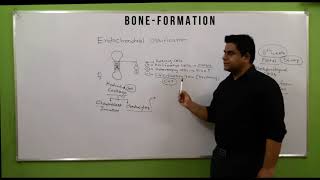 bone development in hindi 1  osteogenesis  ossification and its types  bone cells  bone [upl. by Georgia]