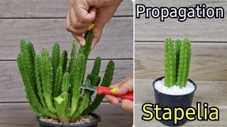 How To Grow Stapelia Gigantea From Cutting l Starfish Cactus Propagation Best amp Easy [upl. by Ellenej]