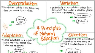 The 4 Principles of Natural Selection [upl. by Haymo]