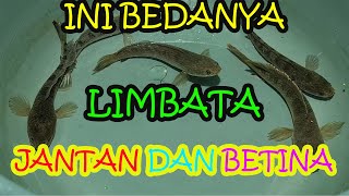 MEMBEDAKAN CHANNA LIMBATA JANTAN DAN BETINA [upl. by Euqininod]