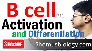 B cell activation and differentiation [upl. by Iliak717]