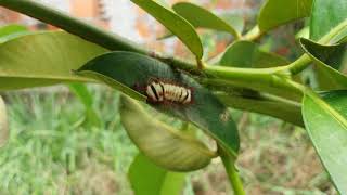 Gusano Venenoso en Colombia [upl. by Hinda395]