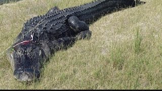 FWC releases photo of alligator that partially ate man in Polk County [upl. by Odericus]