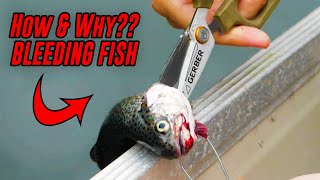 HOW To Bleed A Fish amp WHY You Bleed A Fish [upl. by Benil]