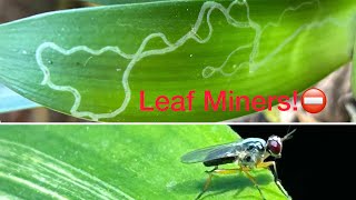 Leaf Miners [upl. by Haldeman]