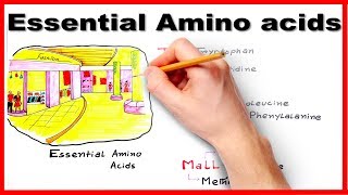 Essential Amino Acids  Easiest way to remember mnemonic series 7 [upl. by Uno99]