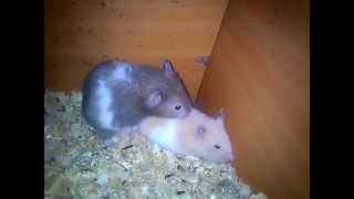 best hamsters mating ever seen [upl. by Liva851]