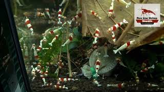 Caridina Crystal Red feeding on Breeders select shrimp feed [upl. by Auohp]