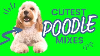 Top 9 Cutest Small Poodle Hybrid Breeds  Designer Doodle Dogs [upl. by Esialb611]