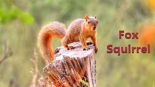 Fox Squirrel [upl. by Ynnaffit295]