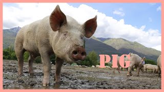 Pig sound effect  how to pig squeal 🐷 [upl. by Laird]