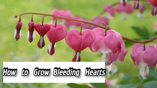 Dicentra  How to Grow Bleeding Hearts  How to Plant Dicentra [upl. by Macegan829]