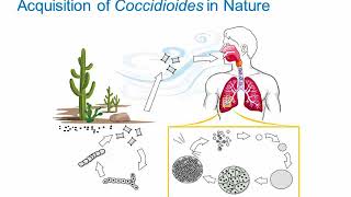 Dimorphic Fungi Coccidioidomycosis Hot Topic [upl. by Broderick]