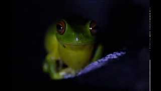 Litoria chloris  RedEyed Tree Frog [upl. by Nesyt625]