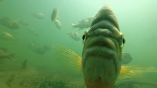 A Biologists Perspective on Big Bluegills [upl. by Anitteb701]