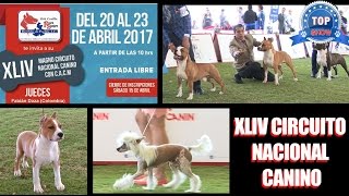 EXPOSICIÓN CANINA CRIADORES MANEJADORES MÉDICOS Y PERROS [upl. by Bee]