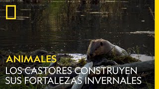 Así construyen los castores sus fortalezas invernales  NATIONAL GEOGRAPHIC ESPAÑA [upl. by Gaul]