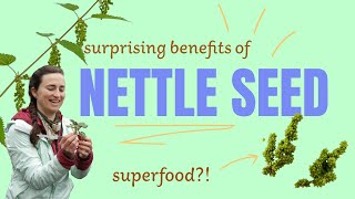 How to Harvest and Use Nettle Seed [upl. by Eleanora945]