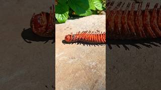 Found the Giant Millipede dead 🥺 shortvideo millipede walkingstick [upl. by Yrrehs90]