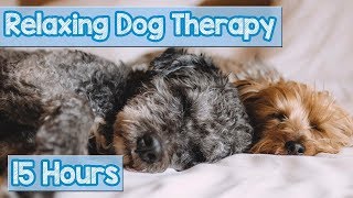 NEW IMPROVED Relaxing Music for Dogs Calm Your Energetic Dog with this Soothing Music 2018 🐕💤 [upl. by Morten991]