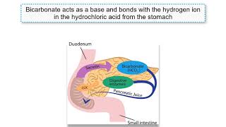 Gastrin CCK and Secretin explained [upl. by Ynittirb]