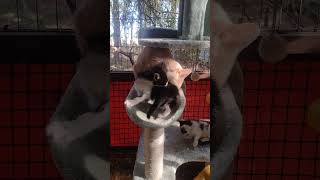 KACHINAS IN LOVE kittens catland feralcats cats [upl. by Lajet]