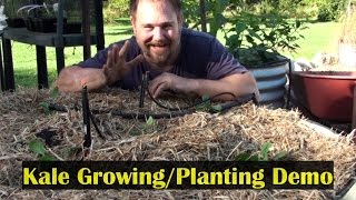 Growing Kale Planting Demo in a Raised Garden Bed [upl. by Grimona474]