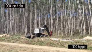 Demostracion Forestal en Eucalipto galicia [upl. by Ysset]