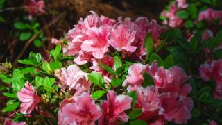 How to Prune Your Reblooming Encore Azaleas [upl. by Obidiah22]