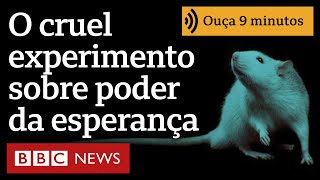 O cruel experimento com ratos que revelou poder da esperança [upl. by Atinnor]