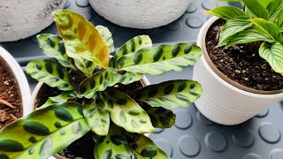 Calathea Plants Propagating Planting amp Easy Care Tips  Natural Rooting Hormone [upl. by Ribble575]