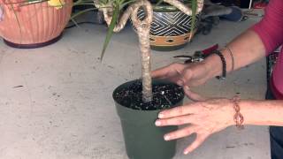 Dracaena Marginata Care Instructions  Great Gardening [upl. by Rue]