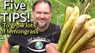 5 Tips How to Grow a Ton of Lemongrass at Home [upl. by Rochella]