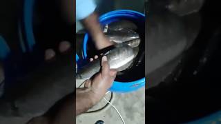 Fish caught video fish fishing shorts short shortvideo fishingvideo phonk remix [upl. by Edlitam]