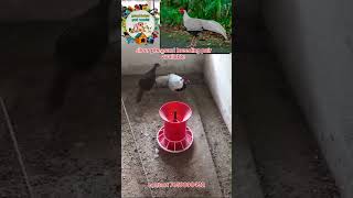 Silver pheasant breeding pair  proddaturpetworld trending birds viralvideo parrot pets [upl. by Eirahs]