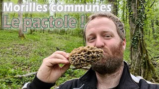 Un bois exposé plein nord vient sauver ma saison de morilles communes [upl. by Yssim761]