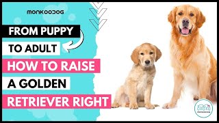 All you need to know before adopting a Golden retriever 🐕 Puppy II All about GOLDEN RETRIEVER DOGII [upl. by Assiralk]