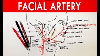 Facial Artery  Origin course branches  Anatomy Tutorial [upl. by Aitnyc785]