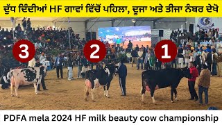 PDFA milk beauty HF cow competition 2024  ਦੁੱਧ ਦਿੰਦੀਆਂ hf ਗਾਵਾਂ ਦਾ ਮੁਕਾਬਲਾ PDFA [upl. by Irehs941]