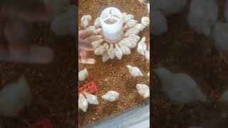 Switching between feeders sidehustleideas poultrytips agribusiness nigeriayoutubers [upl. by Ralleigh97]