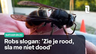 Rob heeft een site over de Aziatische hoornaar  Natuur en Zo 🌿 [upl. by Ilegna]